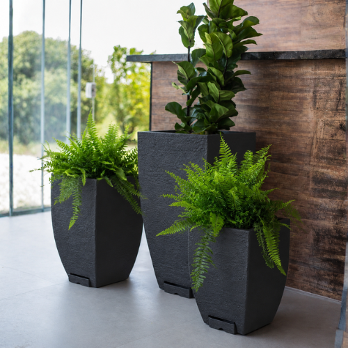 Three black, textured All-In-One Modern Square Japi planters by Florastyle By Hingham display green ferns and a tall leafy plant. Arranged on a light floor by a wooden wall and glass windows, they overlook outdoor greenery.