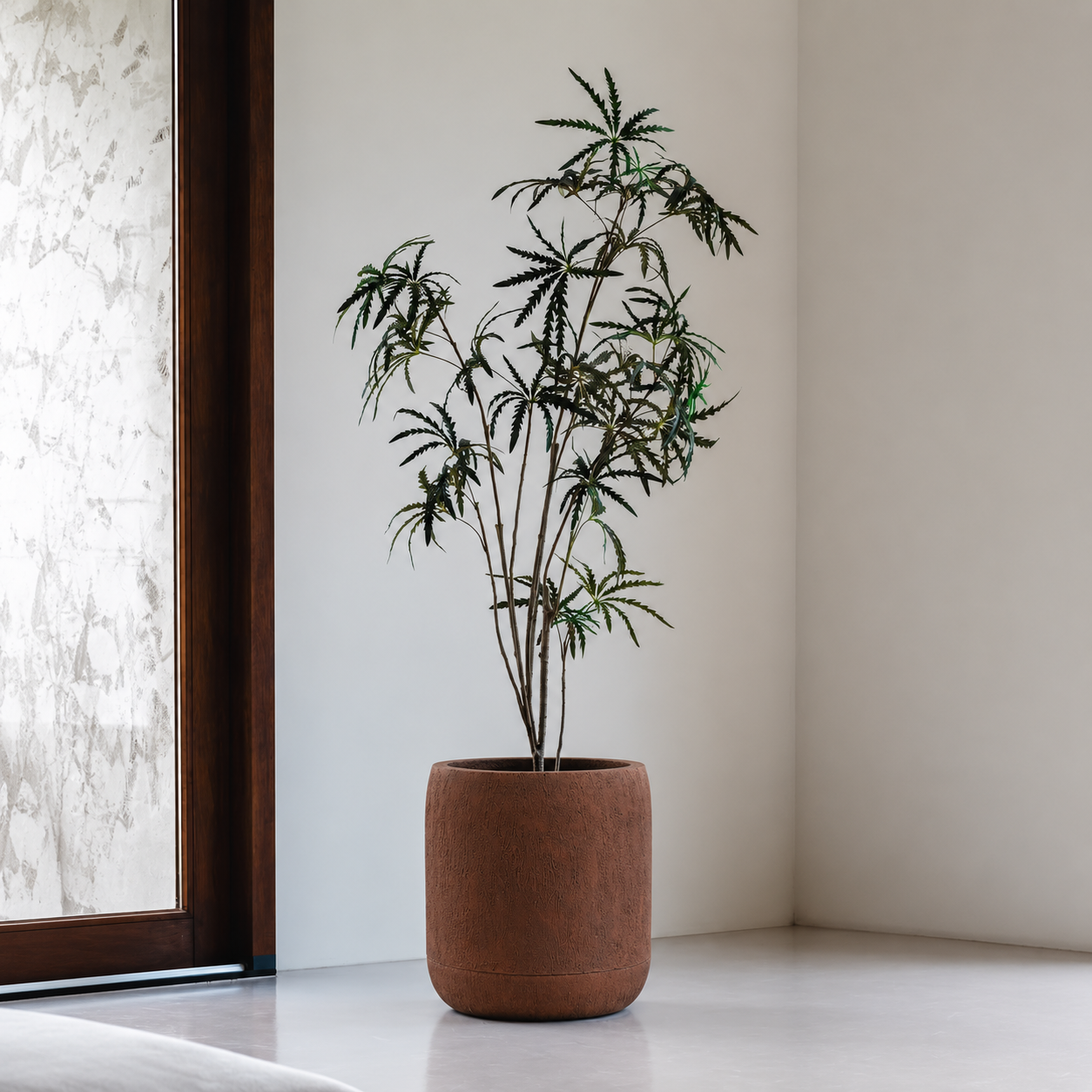 A tall potted plant with slender branches and narrow green leaves stands in a minimalist room with light walls and a large window, displayed in the elegant Oma Japi Planter by Florastyle By Hingham.