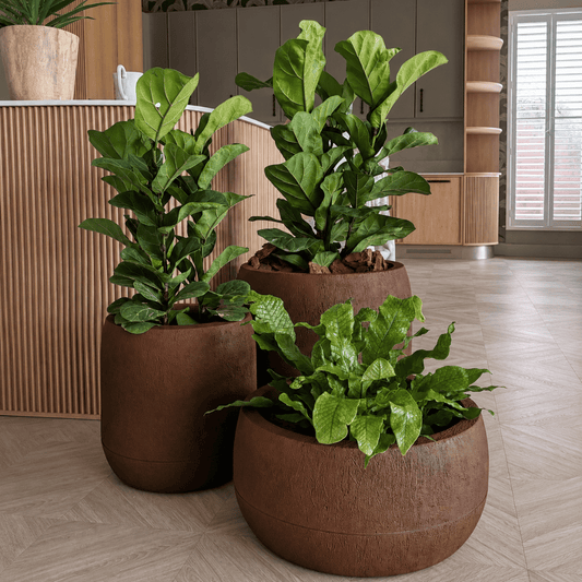 Three lush green indoor plants in large, round Oma Japi Planters by Florastyle By Hingham are arranged on a light wooden floor in a modern room with wood-paneled and neutral cabinetry.
