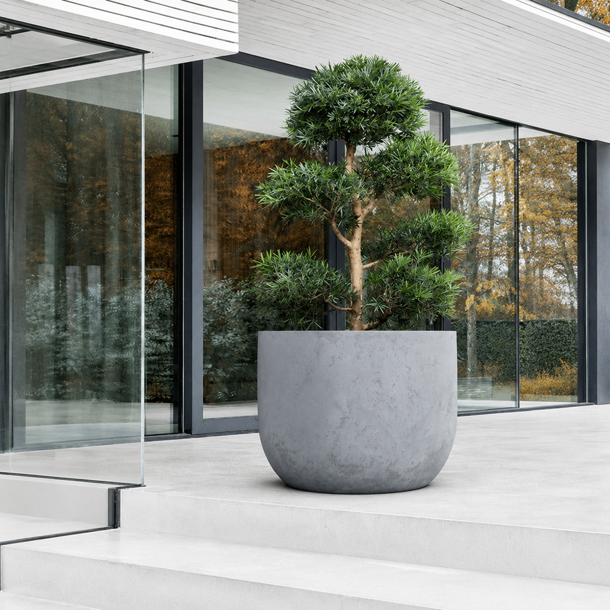 A modern minimalist building with large glass windows features the sleek, lightweight Voluto Japi Planter (Extra Large) by Florastyle By Hingham, holding a trimmed tree on wide white steps, framed by vibrant autumn trees.