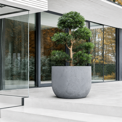 A modern minimalist building with large glass windows features the sleek, lightweight Voluto Japi Planter (Extra Large) by Florastyle By Hingham, holding a trimmed tree on wide white steps, framed by vibrant autumn trees.