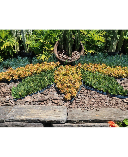 Japi Landscape Edging With Edge - 20 Meters