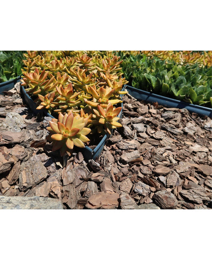 Japi Landscape Edging With Edge - 20 Meters