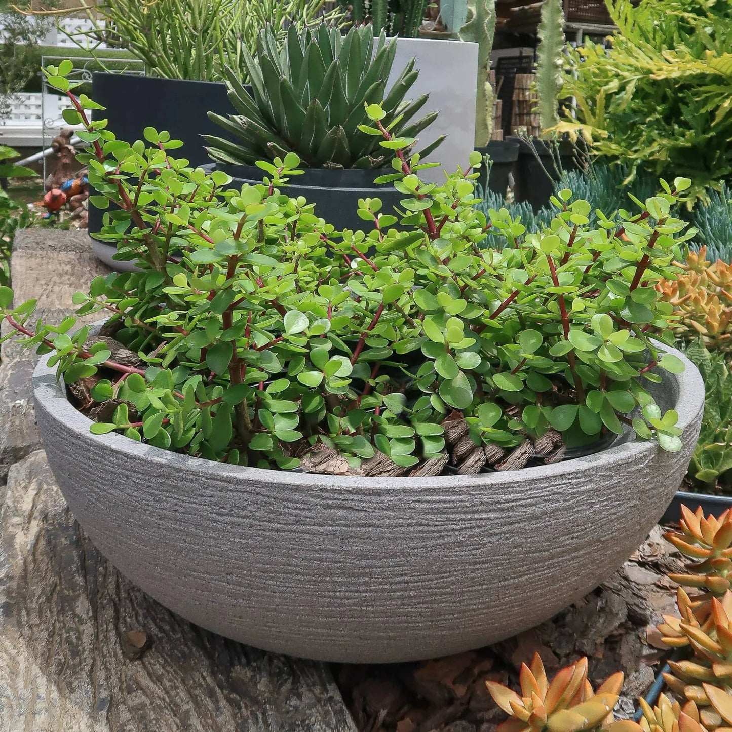 Sid view of the European Japi Bowl in the colour Stone. A gorgeous finish to a patio. Drip trays are available to purchase separately.  Great on a table top, in the garden or indoors. Florastyle by Hingham.