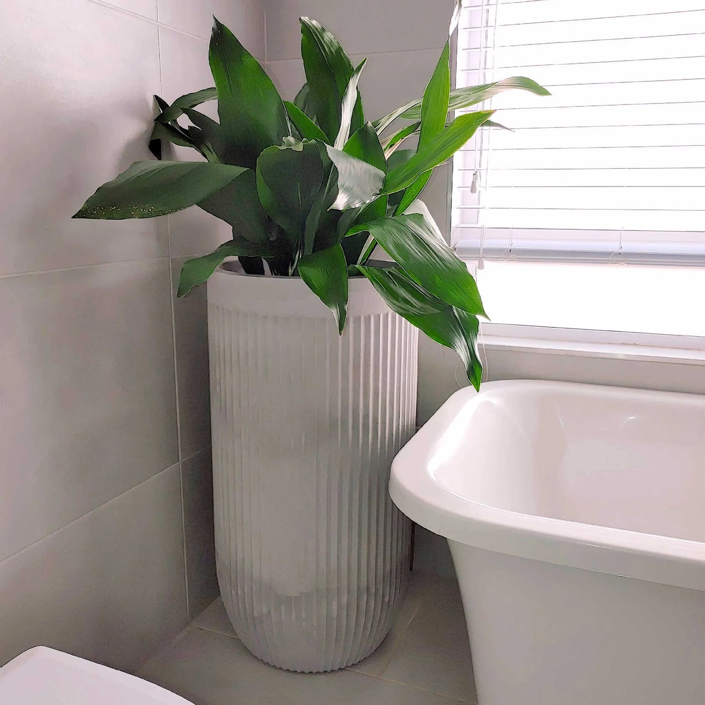 Cast Iron plant (aspidistra elatior), planted in a large tall flute planter in an elegant bathroom setting. Pot colour- burnt cement.