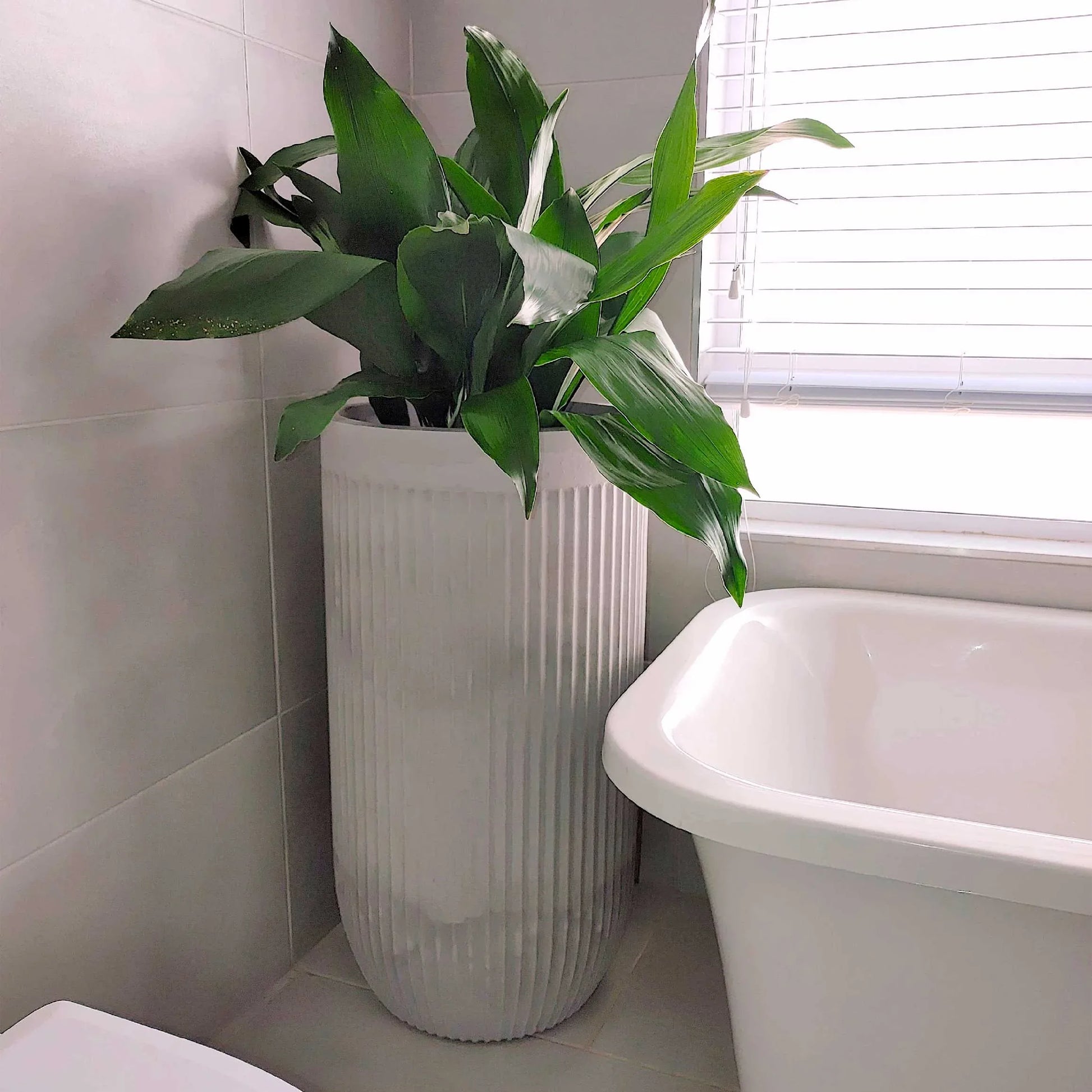 Cast Iron plant (aspidistra elatior), planted in a large tall flute planter in an elegant bathroom setting. Pot colour- burnt cement.