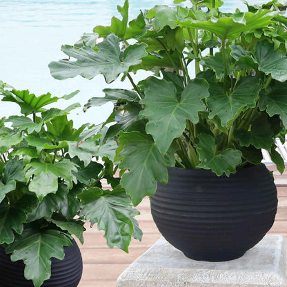 Modern lightweight planters. Cachepot, Tabletop planters. Indoor or Outdoor, Round plant pots. Stylish planters.