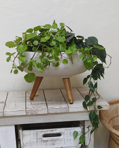 Rustic Bowl Japi Planter (CACHE POT) With Stand JVRD45