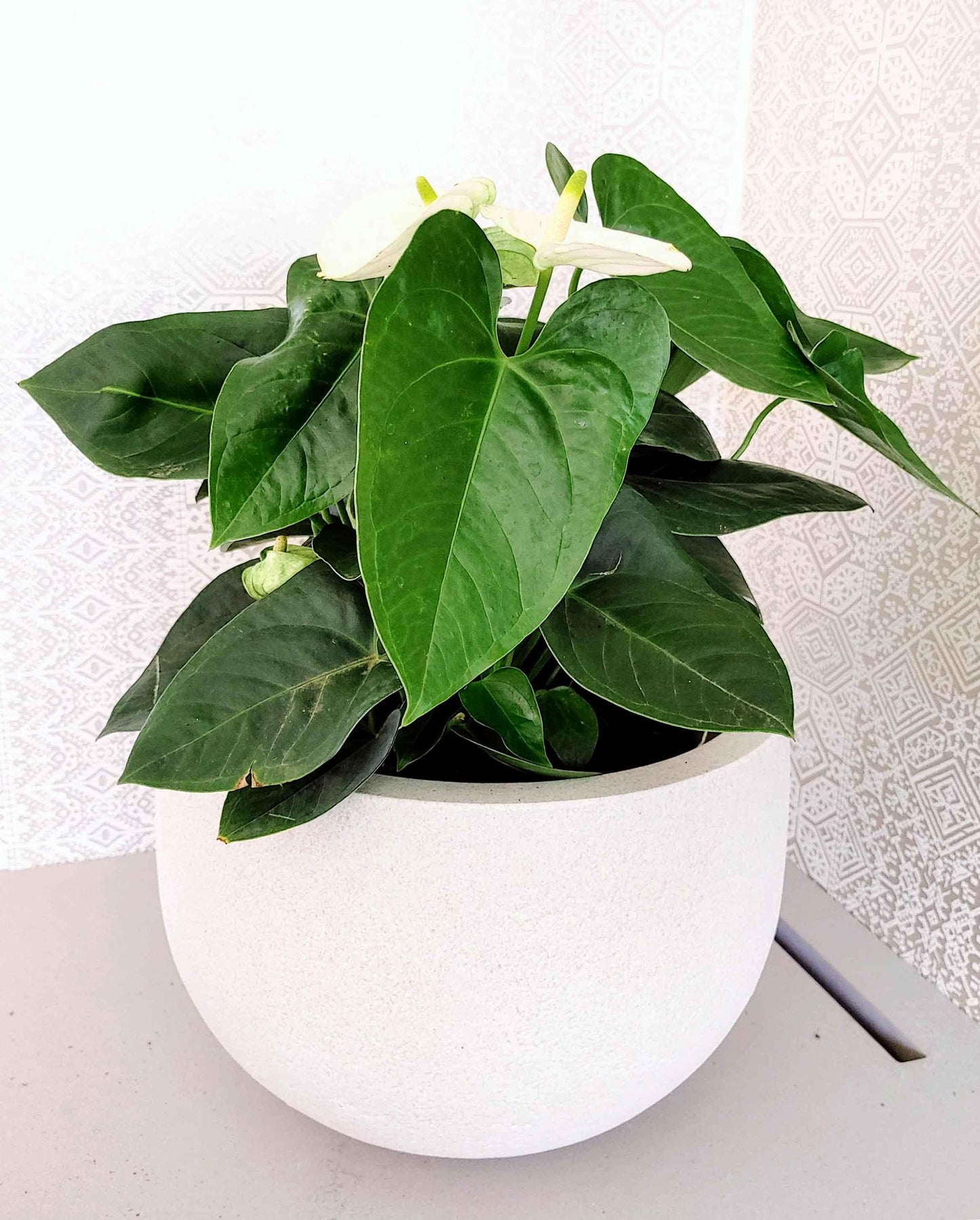 Rustic Round Japi Planter